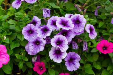 Beautiful Violet Petunia Flowers