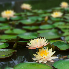 The lotus with beautiful colors in the garden.