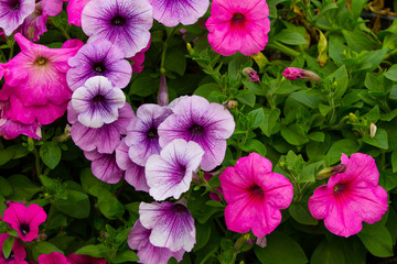 Beautiful Violet Petunia Flowers