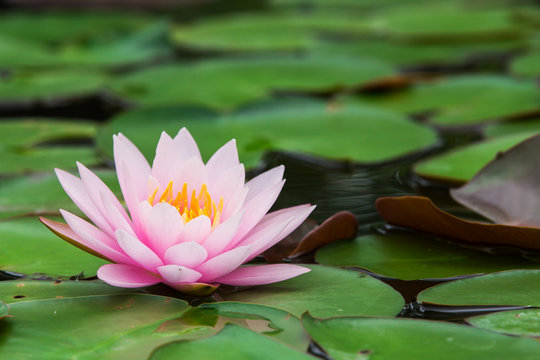Fototapeta The lotus with beautiful colors in the garden.