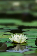Fotobehang Lotusbloem Witte Lotus