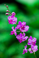 Purple orchid