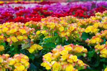 Obraz premium Yello Begonia flowers in the garden