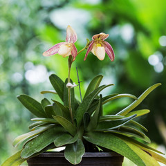 Orchid flowers with beautiful