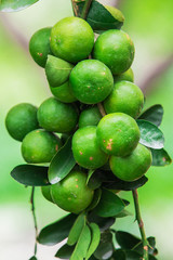 Common lime