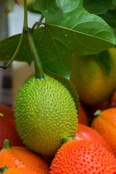 Spring Bitter Cucumber, Gac, Baby Jackfruit