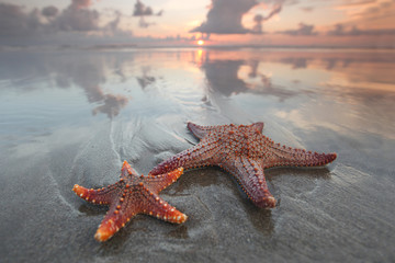 Two starfish on summer beach - Powered by Adobe