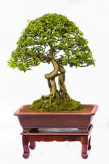 Bonsai pine tree against