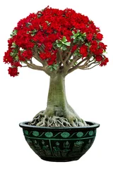 Acrylic prints Bonsai desert rose flower bonsai