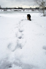 Dog In Snow Field