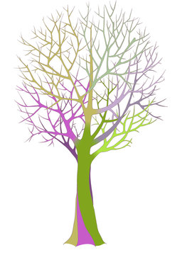 Big bare tree with detailed branches and twigs. Color vector illustration.