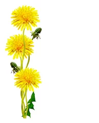 Photo sur Plexiglas Dent de lion dandelion flowers isolated on white background
