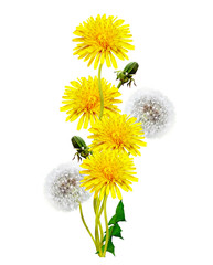 Fototapeta premium kwiaty mniszka lekarskiego na białym tle