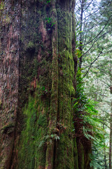 Detail of an majestic old cypress tree in a deep gloomy forest in Taiwan. This tree age more than thousand years