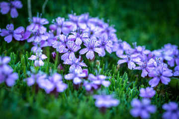 Silene acaulis - small mountain purple plant