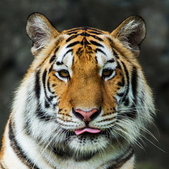 Tiger,