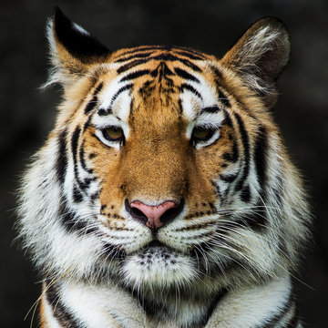 Tiger,