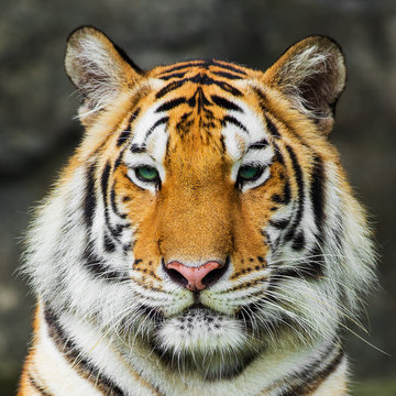 Tiger,