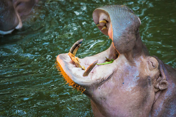 hippo in water, hungry hippo open big mouth for eating vegetable, fruit 