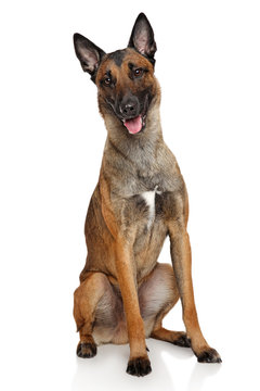 Belgian Shepherd Dog Malinois