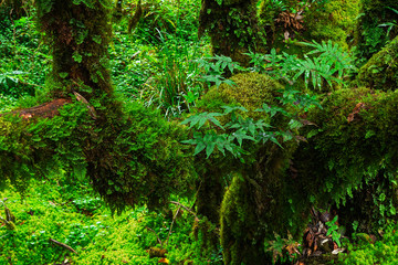 The integrity of the forest. Doi Inthanon National Park. Chiang