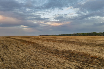 Evening harvested field in late autumn.