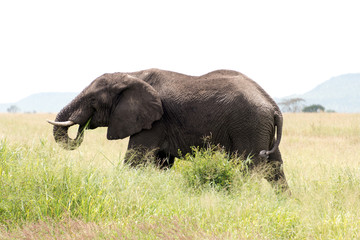 Naklejka na ściany i meble single elephant in serengeti national park, tanzania