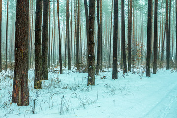 Obraz premium Foggy pine forest covered with first snow