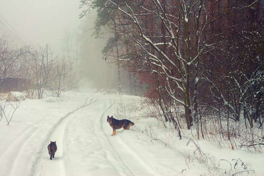 Rural Winter Snowy Landscape With Cat And Dog