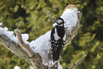Buntspecht im Winter