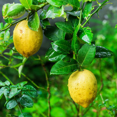 yellow lemons hanging on tree