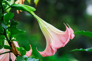 Datura (angel trumpet) flower