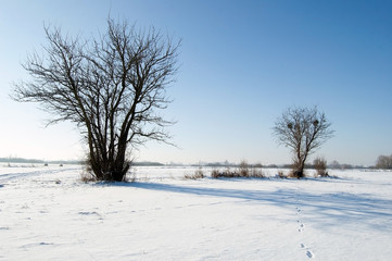 Fototapeta na wymiar Dwa drzewa