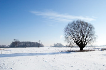 Drzewo, łąka, zima