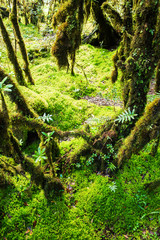 The integrity of the forest.