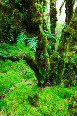 The integrity of the forest.