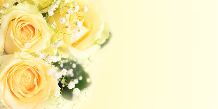 Fototapeta White rose flowers in a corner