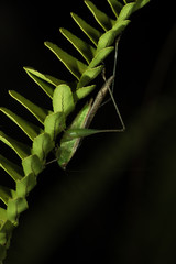 The little grasshopper.