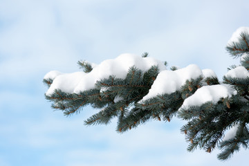 branches of spruce in  snow at  park