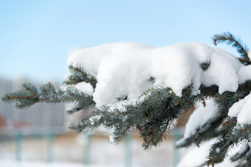 branches of spruce in  snow at  park