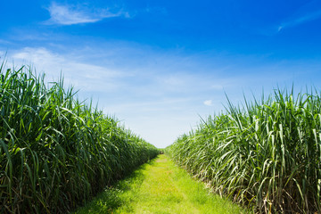 Sugarcane field and road with white cloud in Thailand - 101392815
