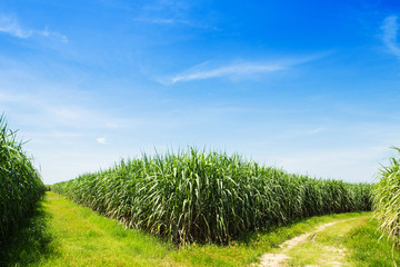Fototapeta na wymiar Sugarcane field and road with white cloud in Thailand