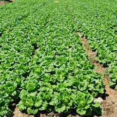 lettuce in plots