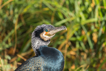 Vogel