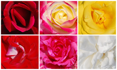 Collection of roses