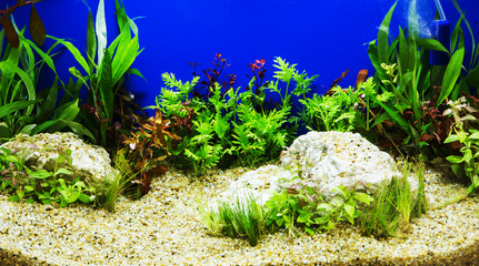 Aquascaping of the beautiful planted tropical freshwater aquariu