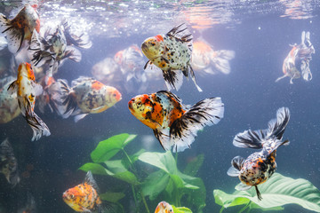 Goldfish in aquarium with green plants, snag and stones