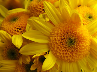 Yellow chrysanthemum