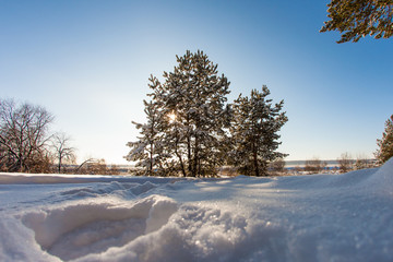 pine tree in the meadow in the winter forest bright sunny morning