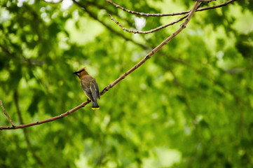 Cedar Waxwing Perching
